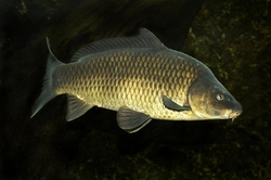 Cyprinus carpio - Kapr obecný