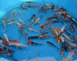 Karp koi mix A Europe