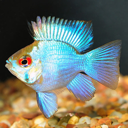  Papiliochromis ramirezi electric blue baloon