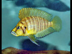 Lamprologus comp. goldhead