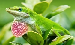 Anolis carolinensis unsex, males