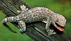 Gekko gecko