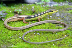 Takydromus sexlineatus