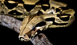 Boa constrictor c.b.