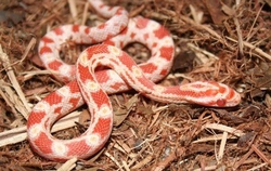 Elaphe guttata albino