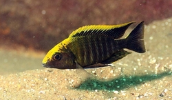 Aulonocara maylandi maylandi/Yellow head Female 