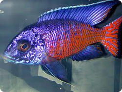 Aulonocara stuartgranti Ngara Red Female 