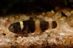 Brachygobius doriae