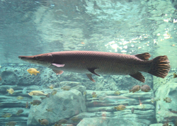 Lepisosteus spatula Aligator Gar- Kostlín obrovský