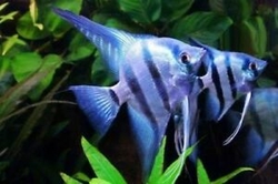 Pterophyllum scalare common blue XL (6 - 7 cm)  