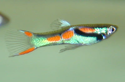 Poecilia endler neon