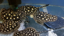 Potamotrygon leopoldi Black Diamond - Big spot  AAA quality