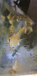 Pterophyllum sp. Rio Japura