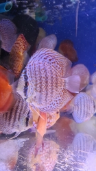 Symphysodon sp. Leopard Spotted(Top Grade)