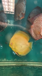 Symphysodon sp. Albino Solid Yellow/Orange(China grade AAA) XL