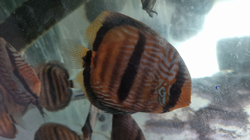 Symphysodon aequifasciatus "Orixima Heckel Cross" Wild XL