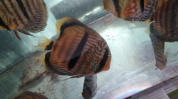 Symphysodon aequifasciatus "Orixima Heckel Cross" Wild XL