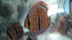 Symphysodon aequifasciatus "Orixima Heckel Cross" Wild XL