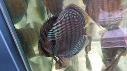 Symphysodon aequifasciatus "Orixima Cross" Wild XXL