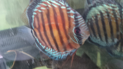 Symphysodon aequifasciatus axelrodi "High Red Royal Curipera(Cuipeua) Wild" XXL