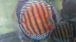 Symphysodon aequifasciatus axelrodi "High Red Royal Curipera(Cuipeua) Wild" XXL