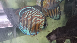  Symphysodon aequifasciatus "Orixima Super Color Royal" Wild XXL