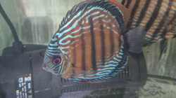 Symphysodon aequifasciatus axelrodi "High Red Royal Curipera(Cuipeua) Wild" XXL 