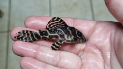 L173a - Hypancistrus sp. Special - Sao Felix Wild L-XL
