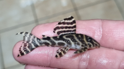 L173a - Hypancistrus sp. Special - Sao Felix Wild L-XL