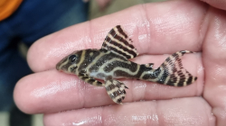 L173a - Hypancistrus sp. Special - Sao Felix Wild L-XL