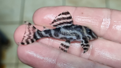 L173a - Hypancistrus sp. Special - Sao Felix Wild L-XL