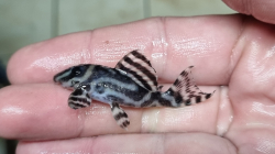 L173a - Hypancistrus sp. Special - Sao Felix Wild L-XL