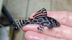 L173a - Hypancistrus sp. Special - Sao Felix Wild L-XL