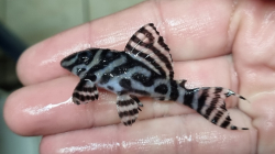 L173a - Hypancistrus sp. Special - Sao Felix Wild L-XL