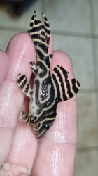 L173a - Hypancistrus sp. Special - Sao Felix Wild L-XL