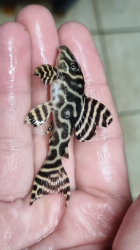 L173a - Hypancistrus sp. Special - Sao Felix Wild L-XL