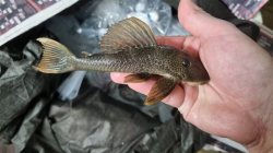 Hypostomus asperatus  Rio Araguay  Top rare!!!