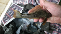 Hypostomus asperatus  Rio Araguay  Top rare!!!