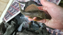 Hypostomus asperatus  Rio Araguay  Top rare!!!