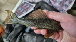Hypostomus asperatus  Rio Araguay  Top rare!!!