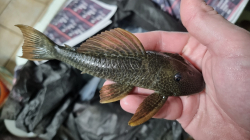 Hypostomus asperatus  Rio Araguay  Top rare!!!