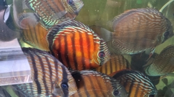 Symphysodon aequifasciatus axelrodi "High Red Royal Curipera(Cuipeua) Wild" XXL