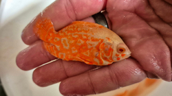 Astronotus ocelatus Albino Red Tiger NEMO Oscar L - Vrubozubec paví albín červený tygr 