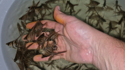 Pterophyllum altum "Orinoco - Inirida" Wild S