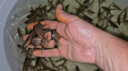 Pterophyllum altum "Orinoco - Inirida" Wild S