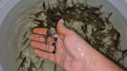 Pterophyllum altum "Orinoco - Inirida" Wild S