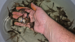 Pterophyllum altum "Orinoco - Inirida" Wild S