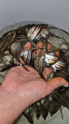 Pterophyllum altum Red - Rio Negro L-XL