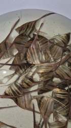 Pterophyllum altum Red - Rio Negro L-XL 