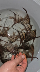 Pterophyllum altum Red - Rio Negro L-XL